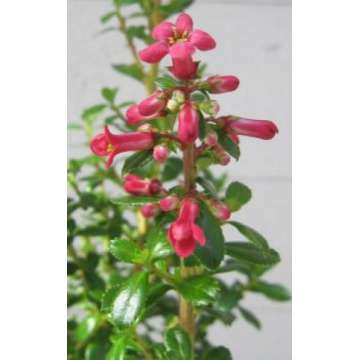 Escallonia'Red Tower'