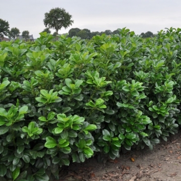 Prunus laurocerasus'Etna'