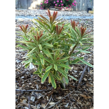 Euphorbia'Ascot Rainbow'
