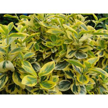 Euonymus fortunei'Emerald'n Gold'