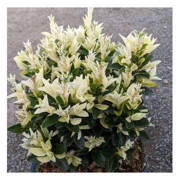 Euonymus japonicus'Paloma blanca'