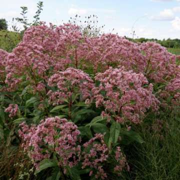 Eupatorium'Mask'