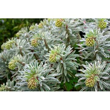 Euphorbia'Glacier Blue'