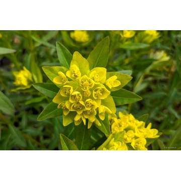 Euphorbia palustris'Teichlaterne'