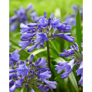 Agapanthus'Ever Sapphire'