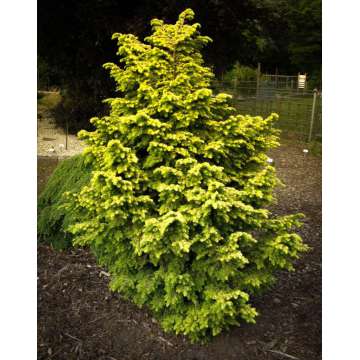 Tsuga canadensis'Everitt's Golden'