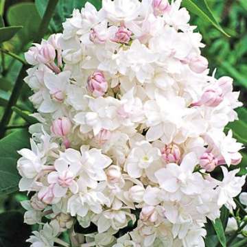 Syringa vulgaris'Krasavirsa Moskvy'