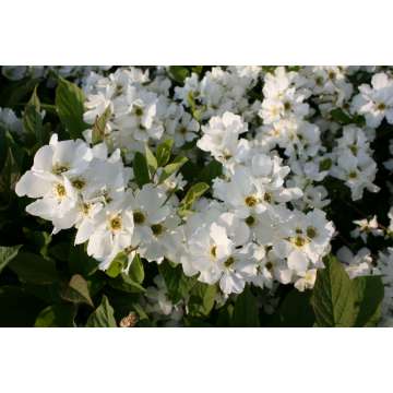 Exochorda racemosa'Blushing Pearl'