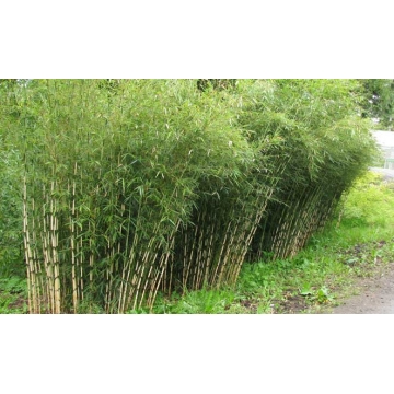 Fargesia robusta(Campbell) - Bamboe