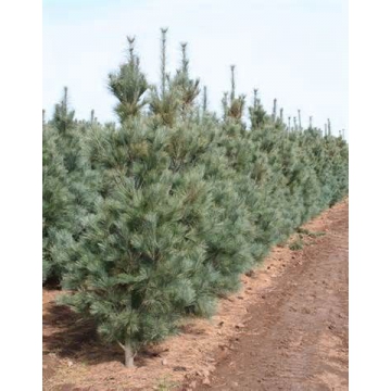Pinus strobus'Fastigiata'