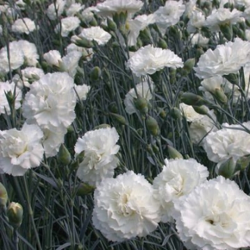 Dianthus plumarius'Haytor White'