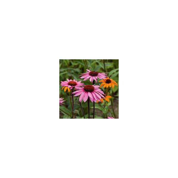 Echinacea purpurea'Merlot'