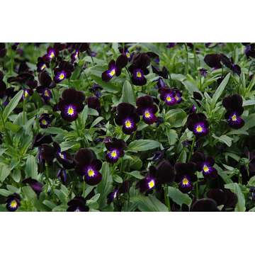 Viola cornuta'Bowles Black'