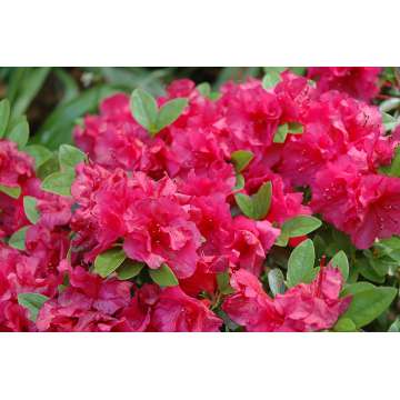 Azalea japonica'Nico'