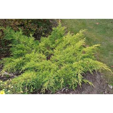 Juniperus media'Gold Star'