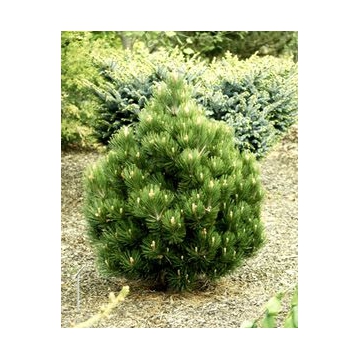 Pinus heldreichii'Compact Gem'