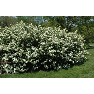 Viburnum plicatum'Grandiflorum'