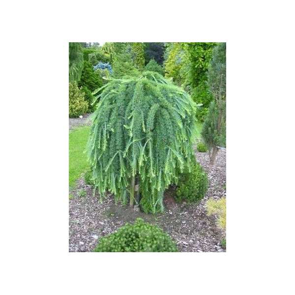 Larix kaempferi'Stiff Weeper'