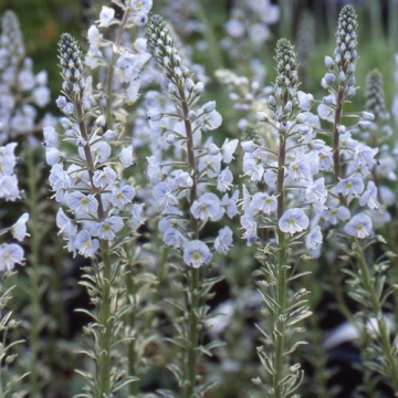 Veronica gentianoides'Variegata'