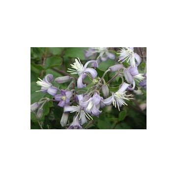Clematis'I am Stanislaus'