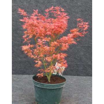 Acer palmatum'Wilson Pink Dwarf'