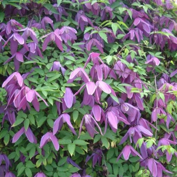 Clematis alpina'Tage Lundell'