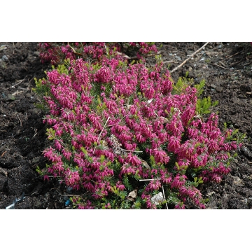 Erica carnea'Tanja'
