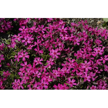 Phlox subulata'Temiskaming'