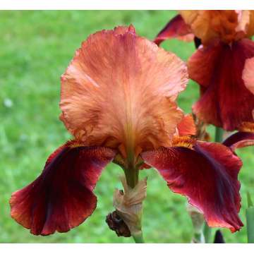 Iris germanica'Natchez Trace'