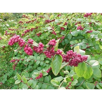 Symphoricarpos orbiculatus