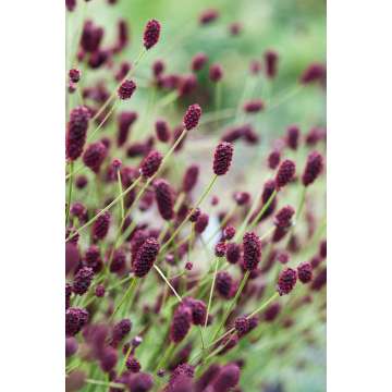 Sanguisorba'Miss Elly'
