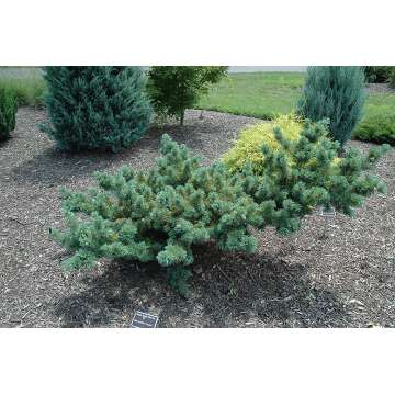 Pinus nigra' Fuku-zu-mi'