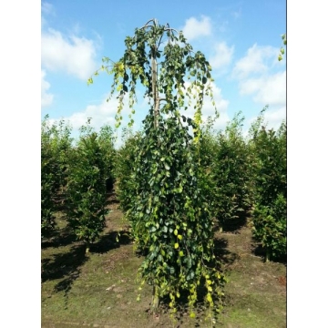 Fagus sylvatica'Pendula'