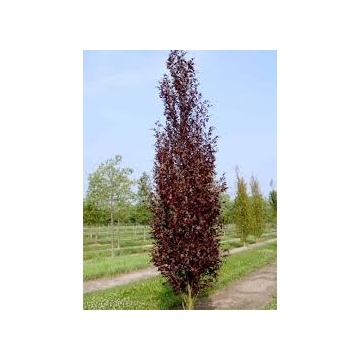 Fagus sylvatica'Rohan Obelisk'