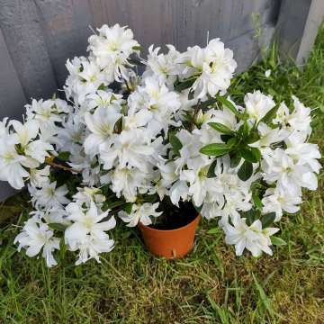 Azalea japonica'Meme'