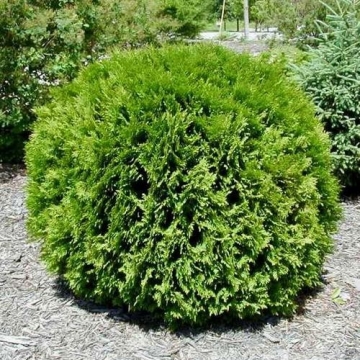 Thuja occidentalis'Little Giant'