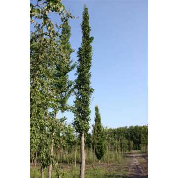 Ginkgo biloba'Denise'