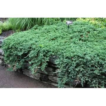 Juniperus horizontalis'Wiltonii'