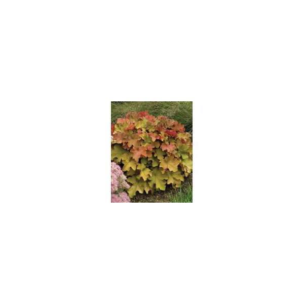 Heuchera'Caramel'