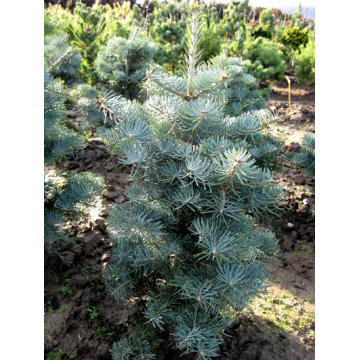 Abies concolor'Compacta'