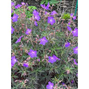 Geranium'Femme Fatale'