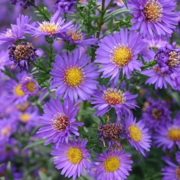 Aster novi-belgii'Schöne von Dietlikon'
