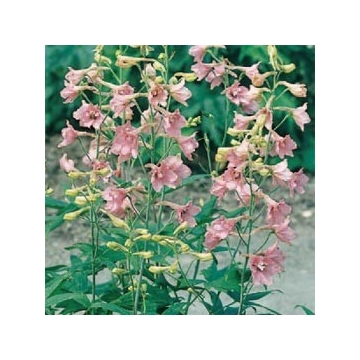 Delphinium ruysii'Pink Sensation'