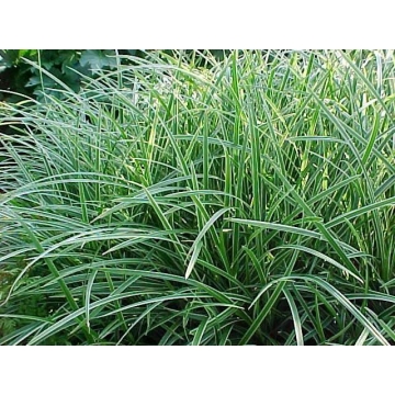 Carex morrowii'Ice Dance'