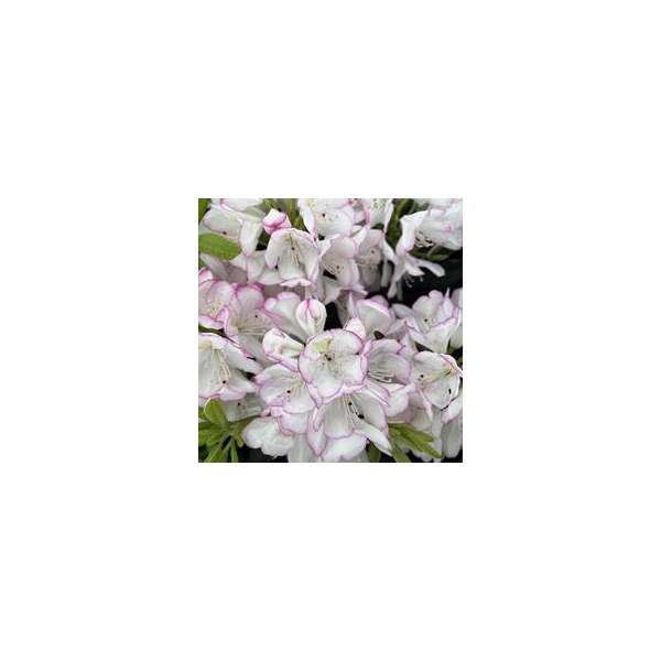Rhododendron'Picotee'