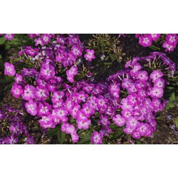 Phlox paniculata'Flame Pro Violet Charm'