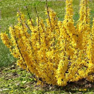 Forsythia intermedia'Mingold'