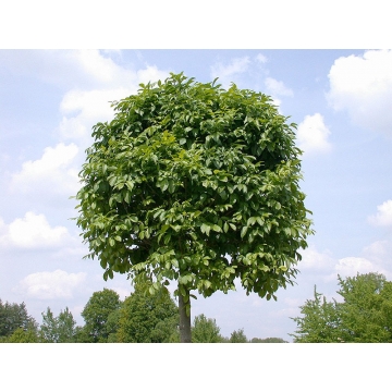 Fraxinus excelsior'Nana'