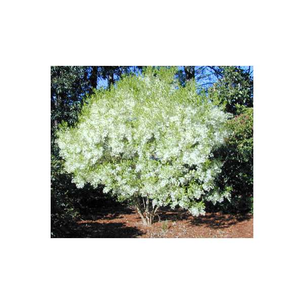 Chimonanthus virginicus