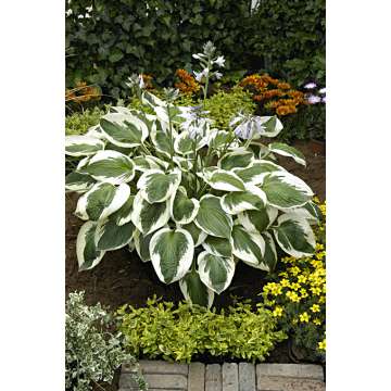 Hosta'Minuteman'
